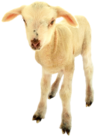 ovecka