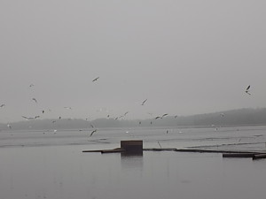 DSCN0293